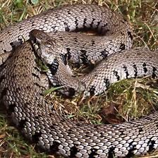 A Grass Snake