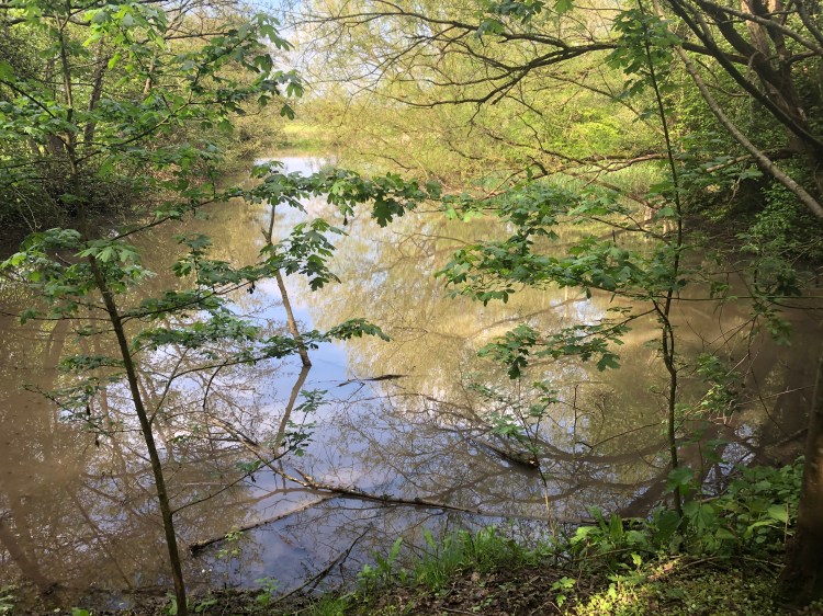 Alcester Bayou Country